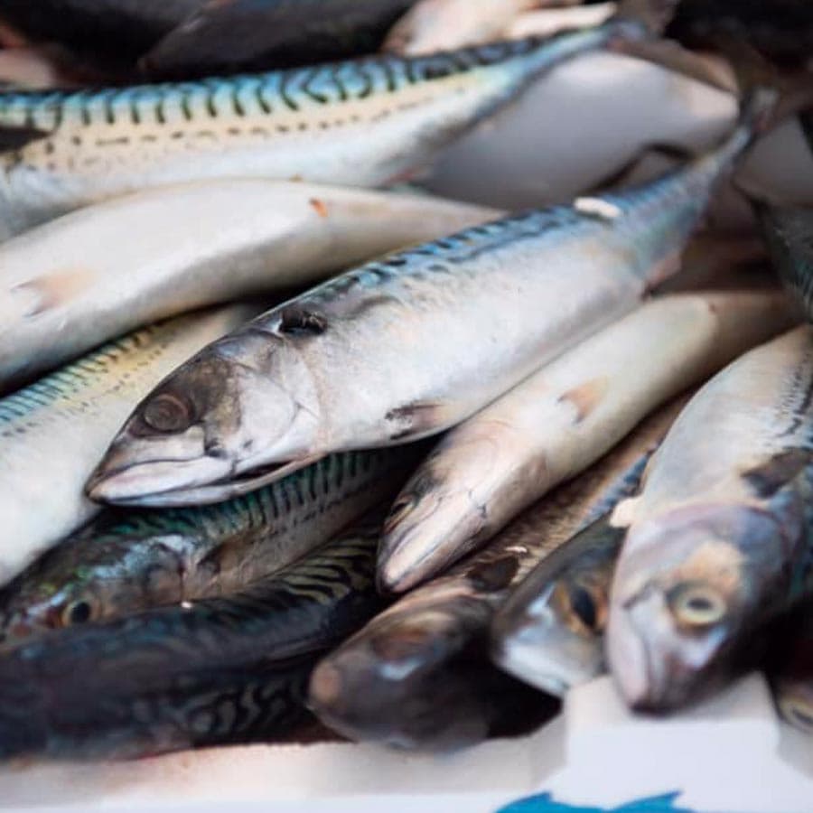 Pesce azzurro