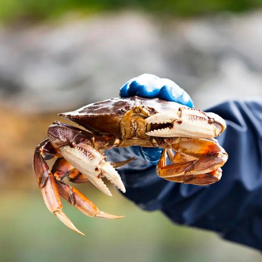 Crostacei