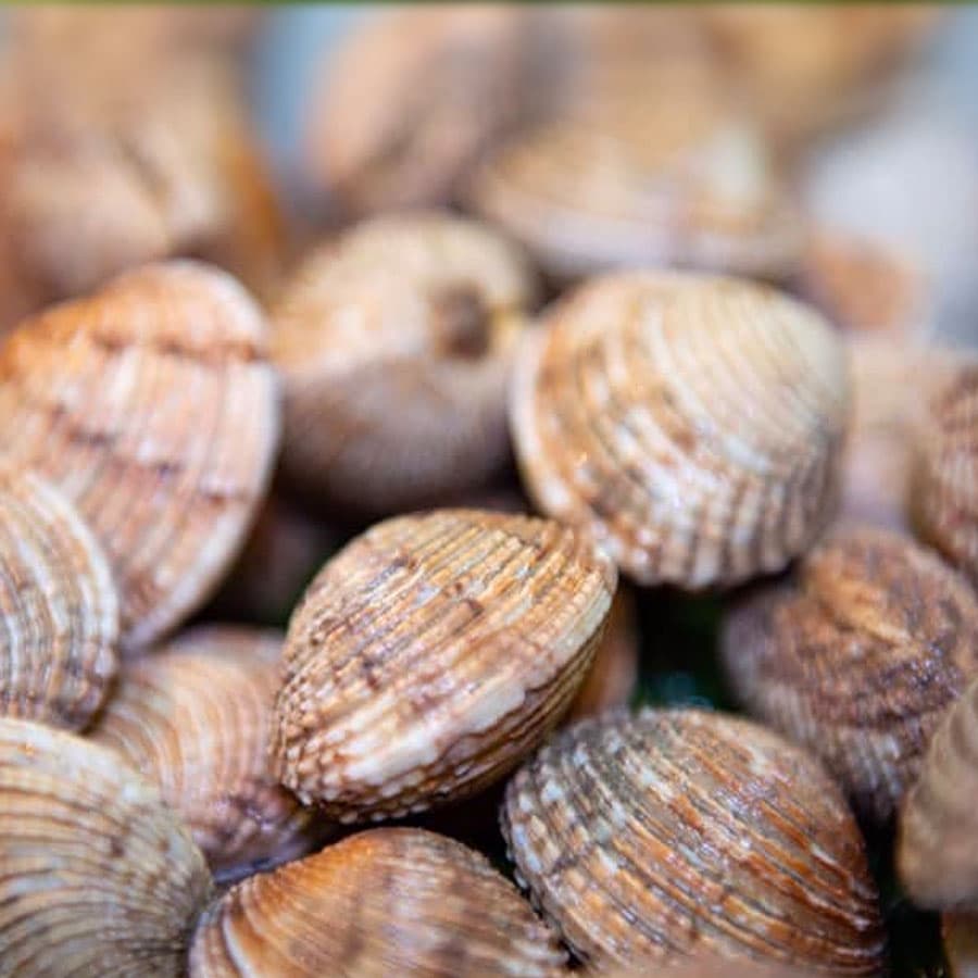 Molluschi